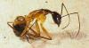Camponotus sp.